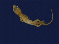 藏品(蝎虎)的圖片